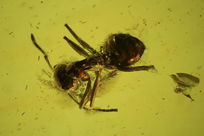 Fossil Ant (Formicidae) & Mite (Acari) In Baltic Amber #102773